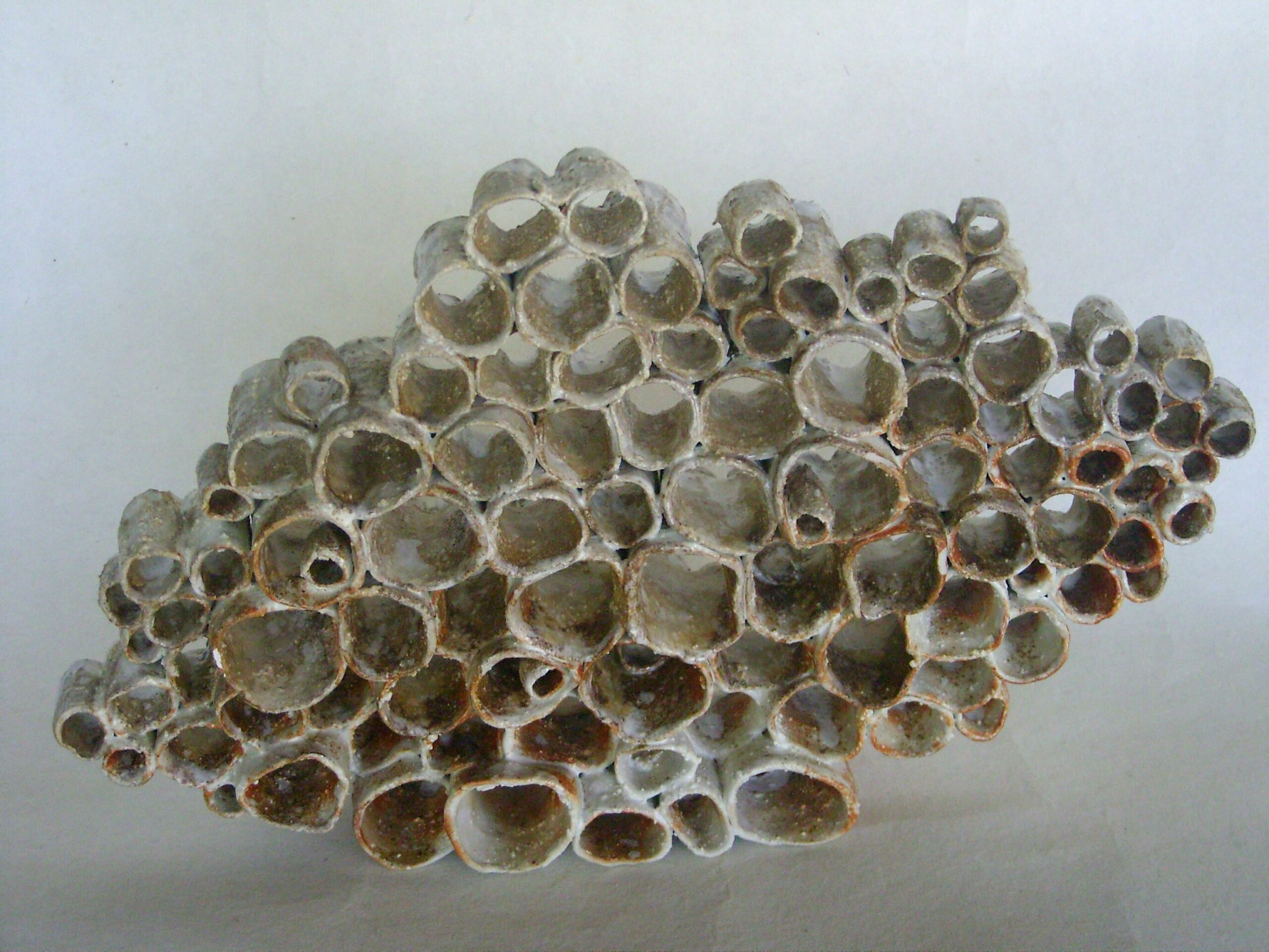 Récif blanc | Terre et Terres recif emaile scaled | Terre et Terres | Exposition | Récif blanc | Article | Terre et Terres | 11 juillet 2025